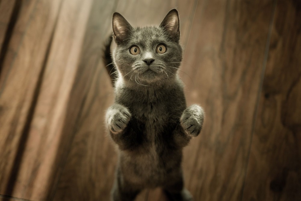 pourquoi les chats ronronnent