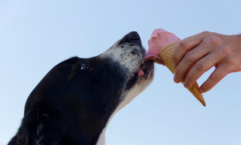 Los problemas digestivos en perros pueden deberse a distintas causas