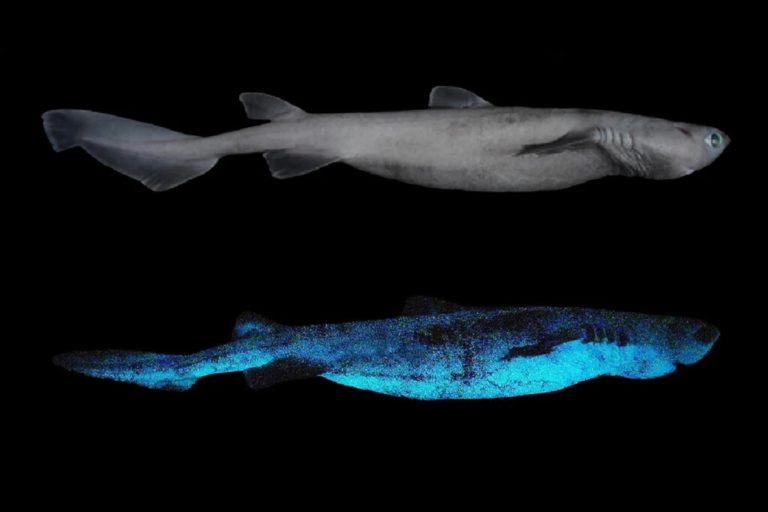 Le plus grand requin lumineux du monde a été découvert en Nouvelle-Zélande.