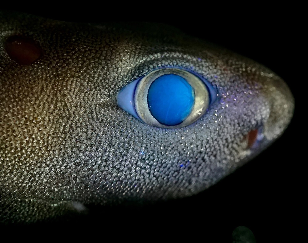 Ces requins émettent une lumière pour chasser leurs proies et se cacher des prédateurs.