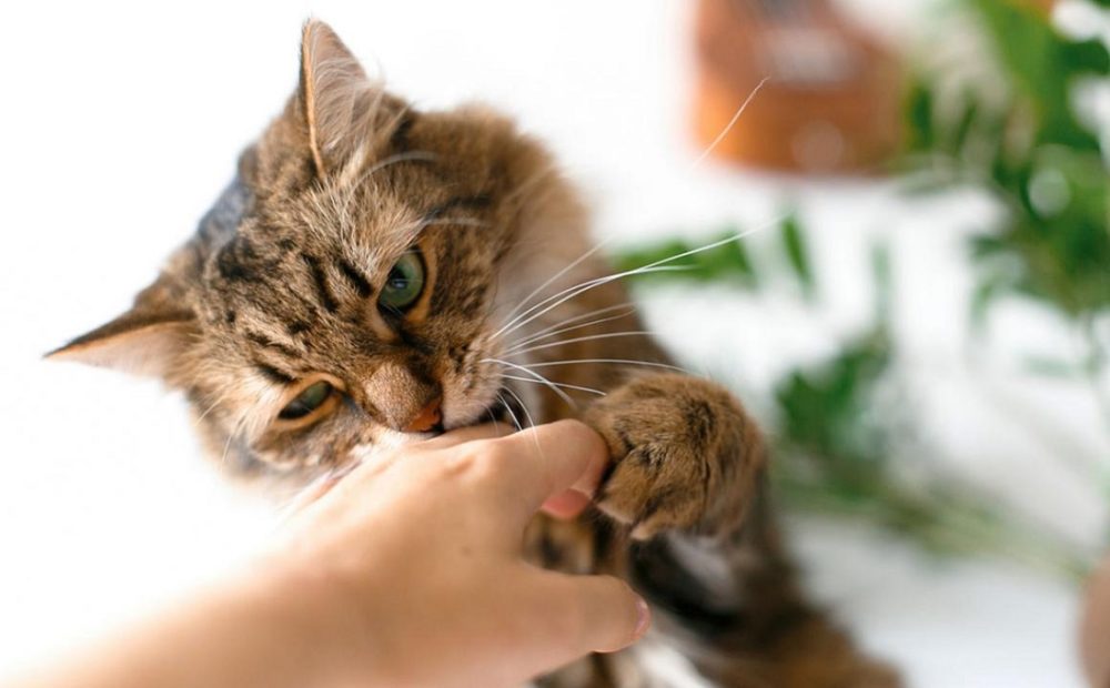Avantages et bénéfices du ronronnement des chats