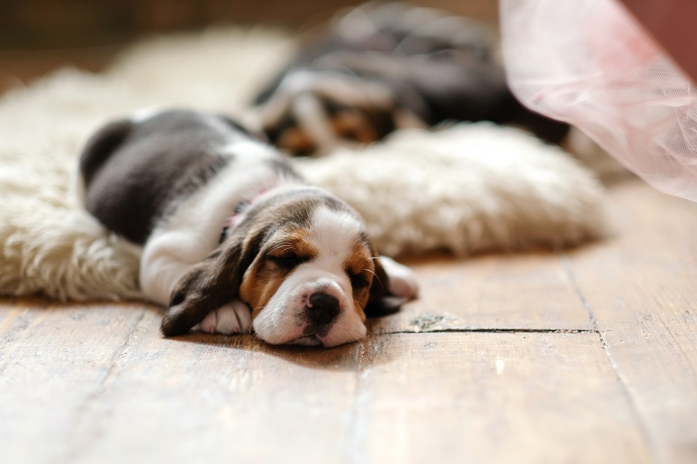 adopter un chiot beagle
