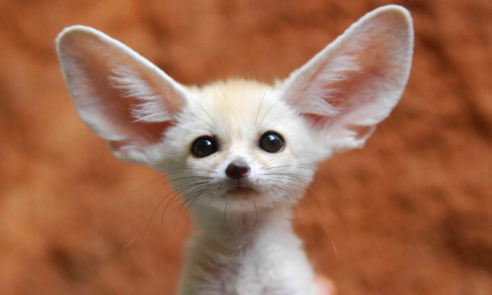 animales bonitos de la naturaleza