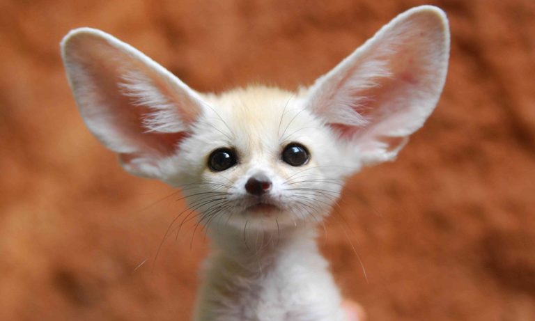 beaux animaux dans la nature