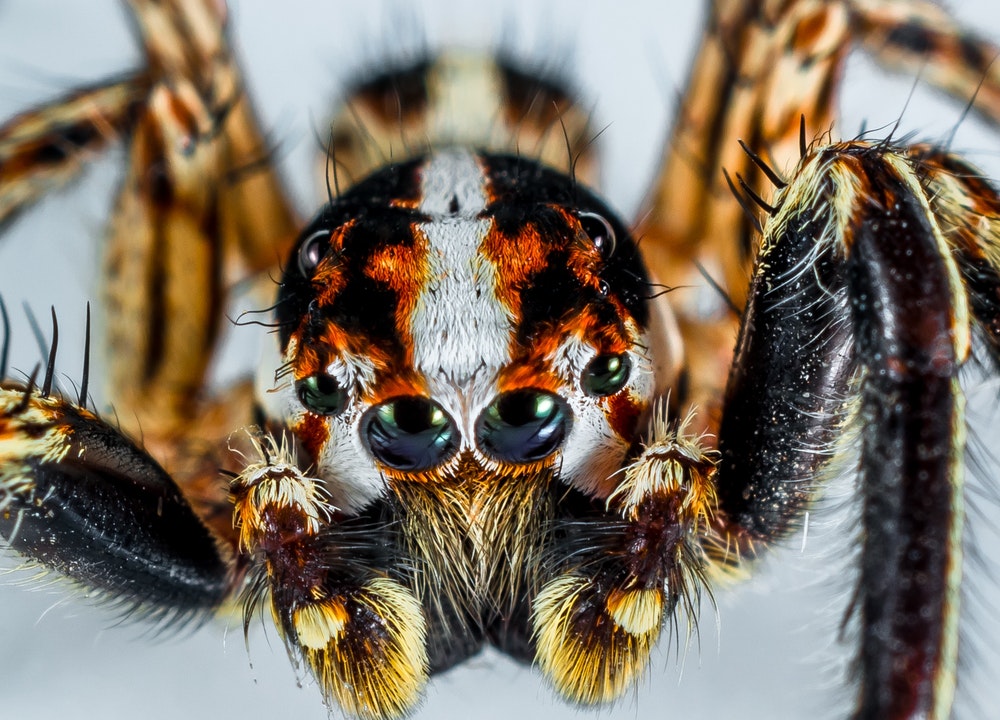 Les araignées tisseuses d'orbes n'ont pas une bonne vision.