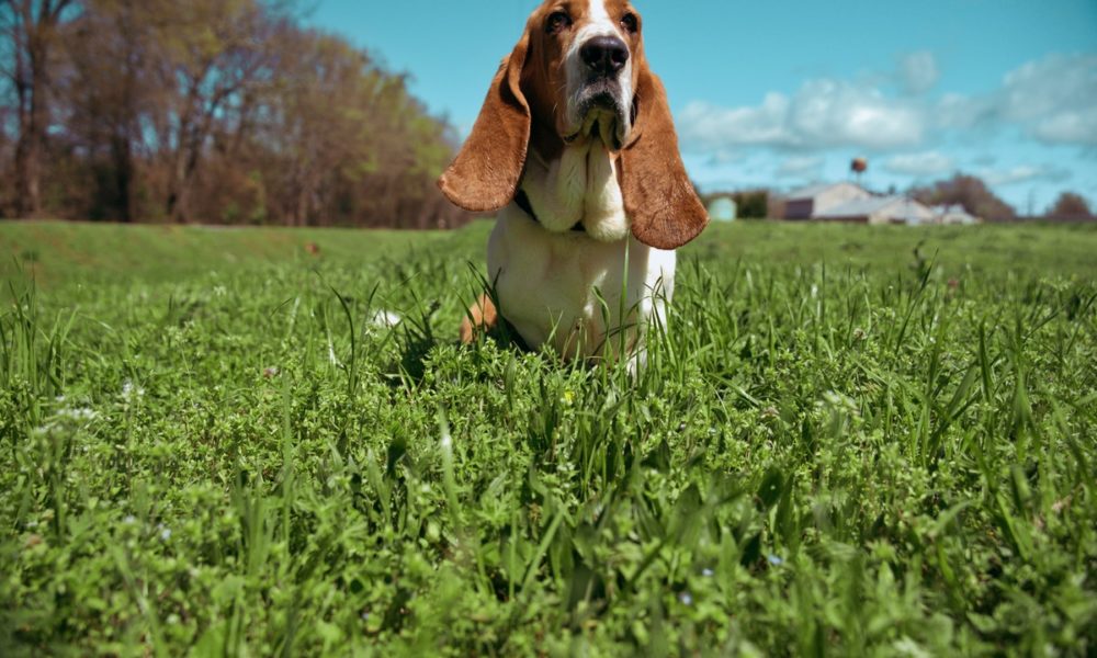 El basset hound es uno de los perros con orejas largas