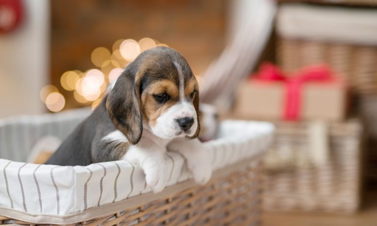 beagle cachorro