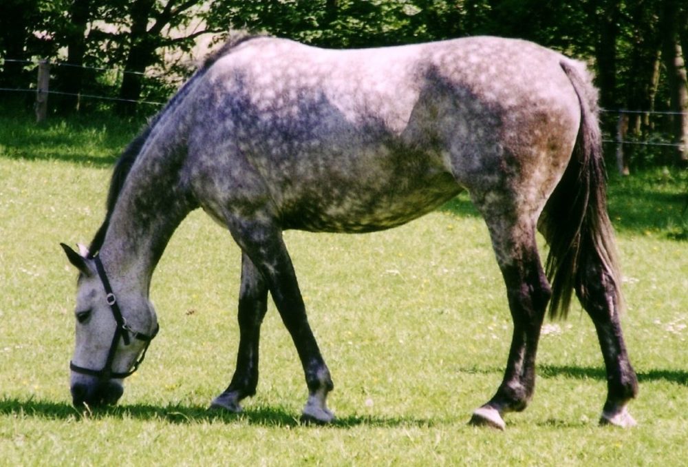 Cheval gris