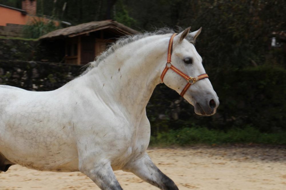 Cheval gris