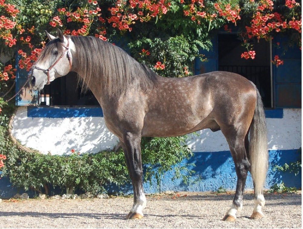 Cheval gris