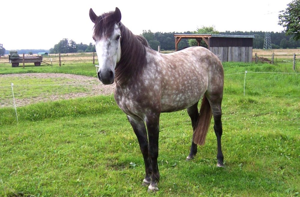 caballo tordo