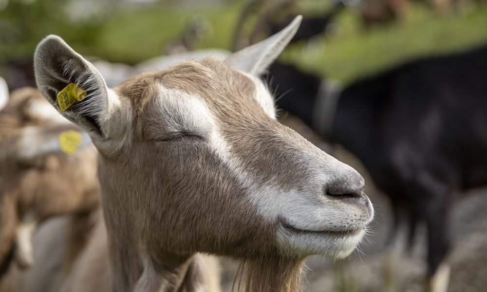 cabra como mascota