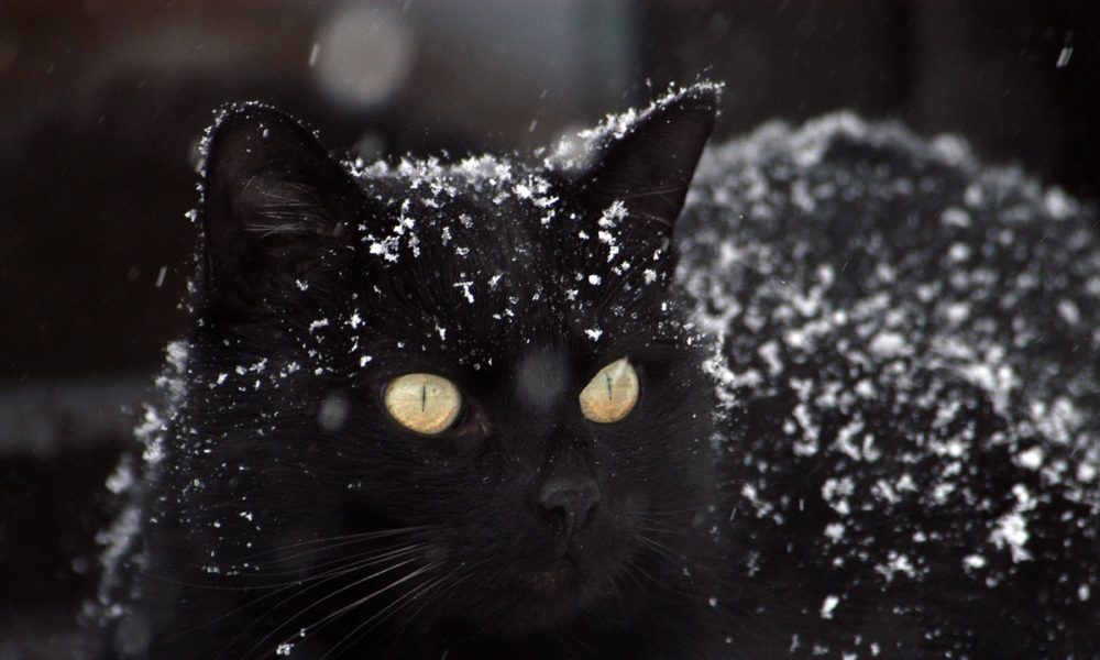Las casetas para gatos callejeros son fáciles de construir y baratas