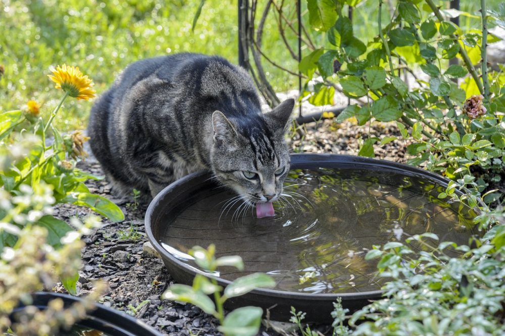 Gardez des récipients d’eau dans toute la maison
