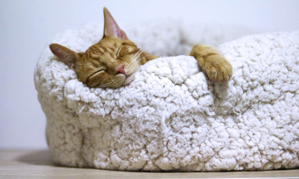 Las camas para gatos de Amazon son increíblemente cómodas y resistentes