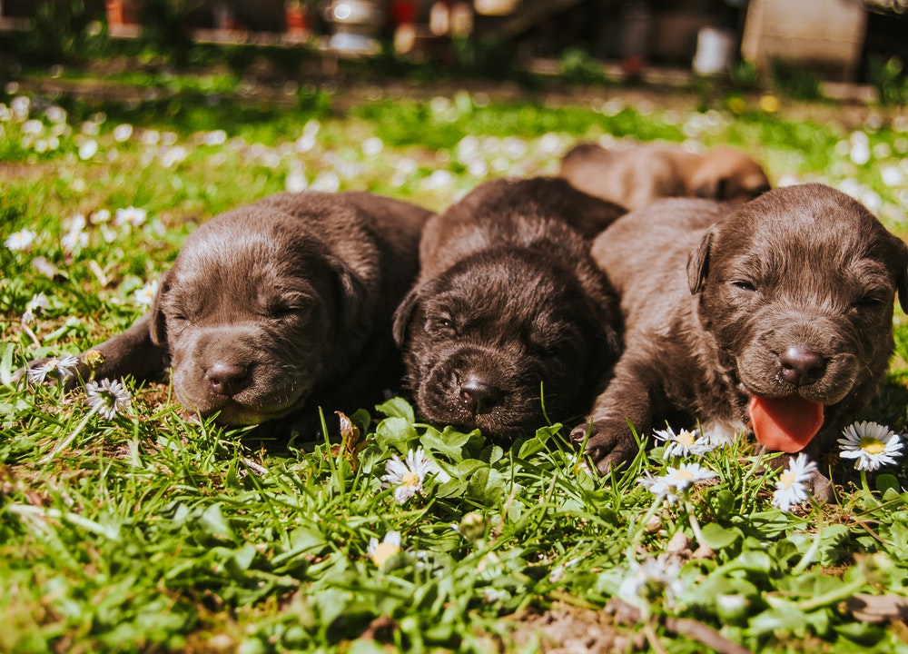 La stérilisation est la seule mesure permettant de prévenir la grossesse psychologique chez les chiens.