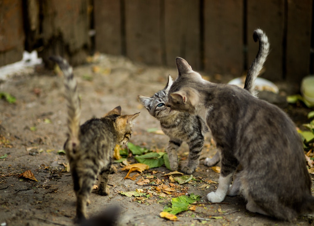 Les maisons pour chats errants doivent être isolées du sol.