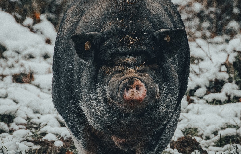 Cochon vietnamien adulte