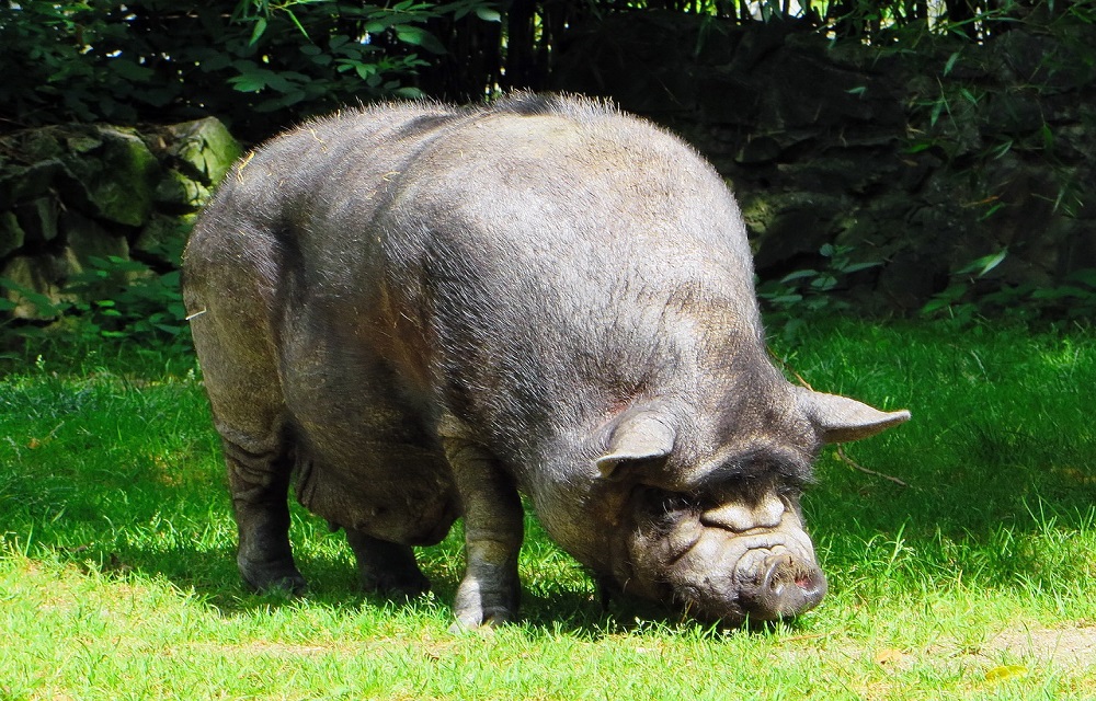 Cochon vietnamien adulte