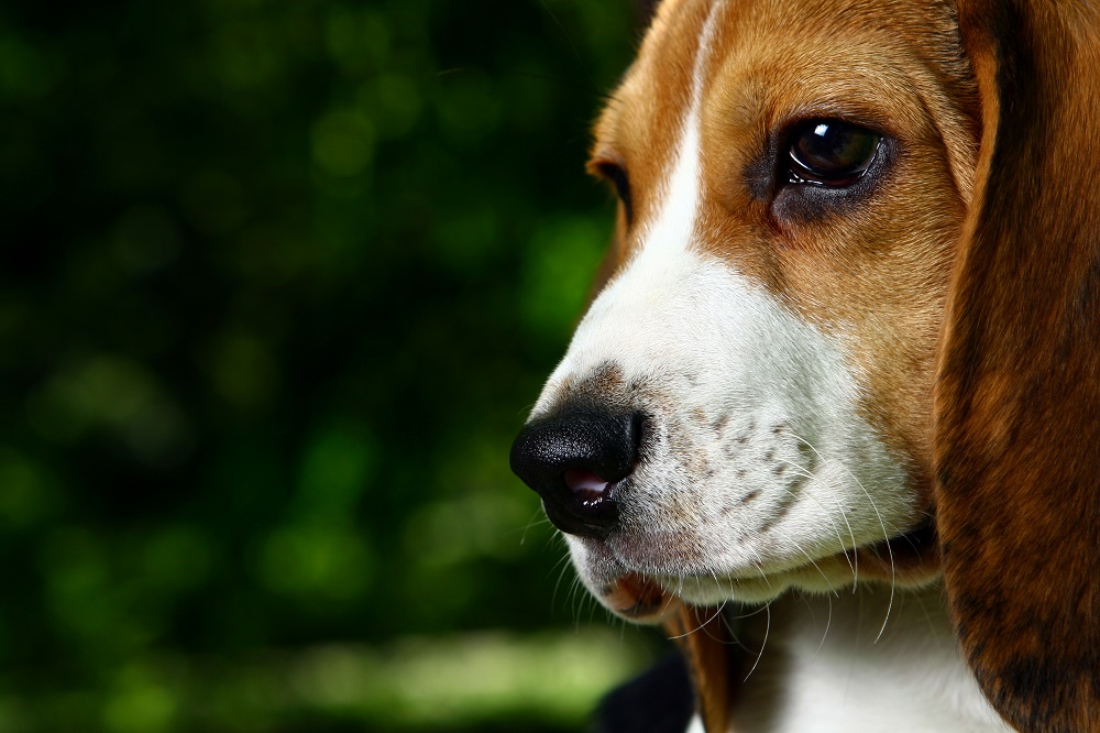 prendre soin d'un chiot beagle