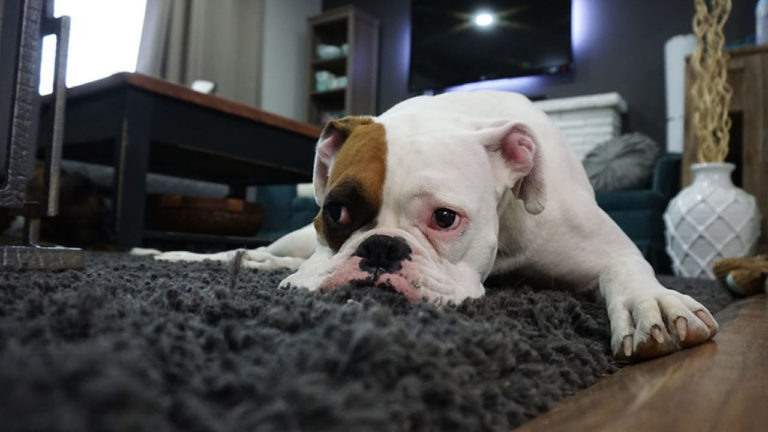 Conseils pour laisser le chien seul à la maison