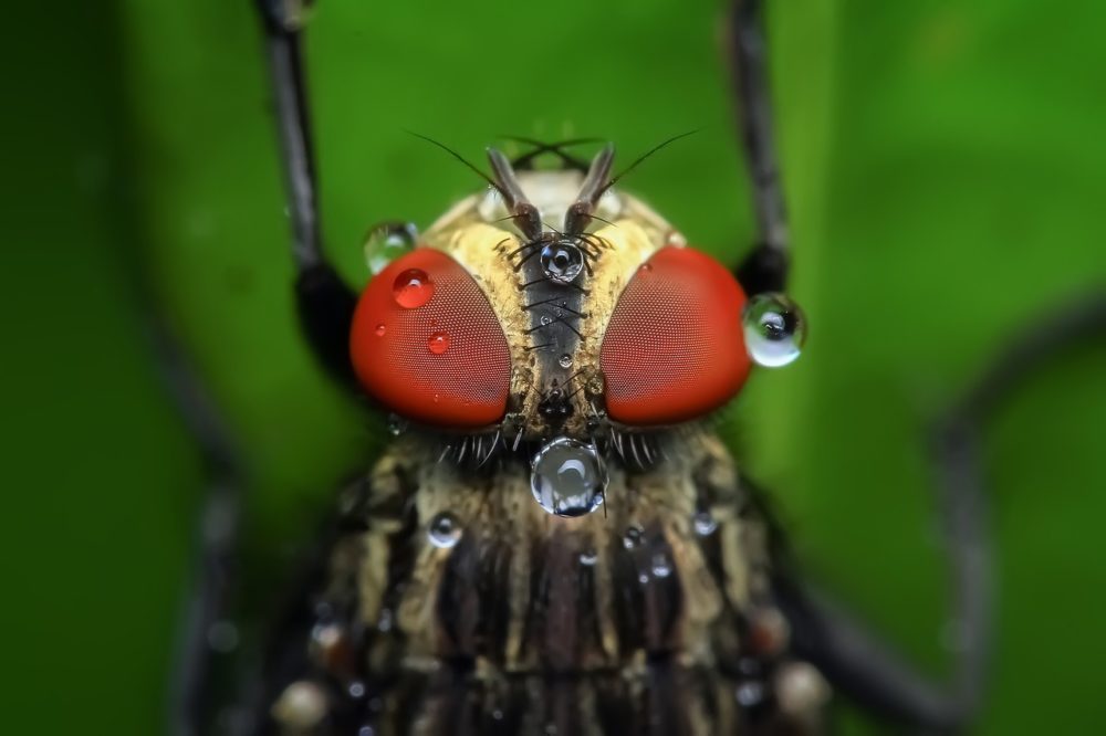 Savez-vous combien de temps vit une mouche ? 28 jours !