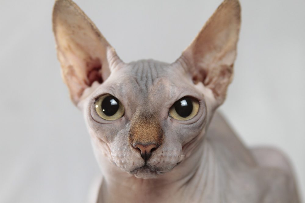 gato esfinge
