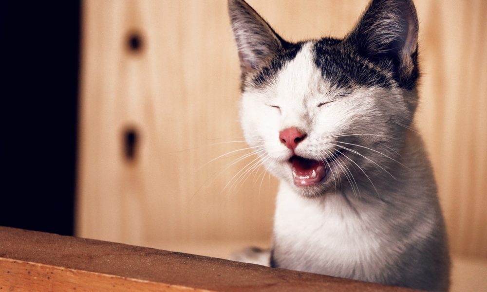 Tener un gato en casa trae buena suerte, según muchas culturas