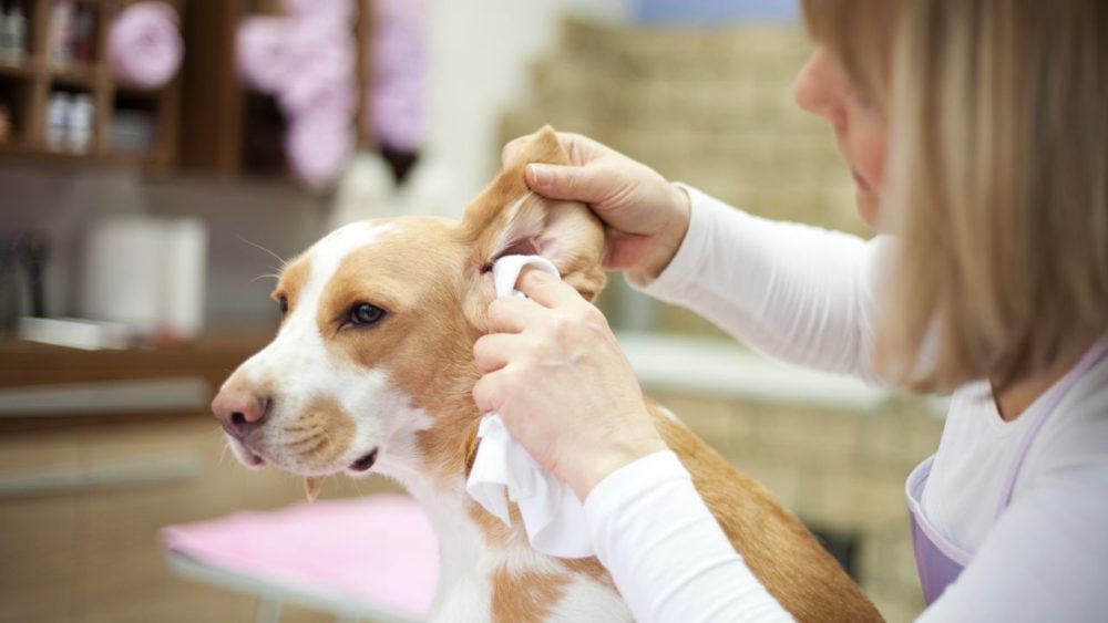 nettoyer les oreilles du chien