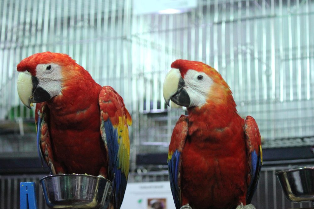Cómo se le enseña a hablar a un loro