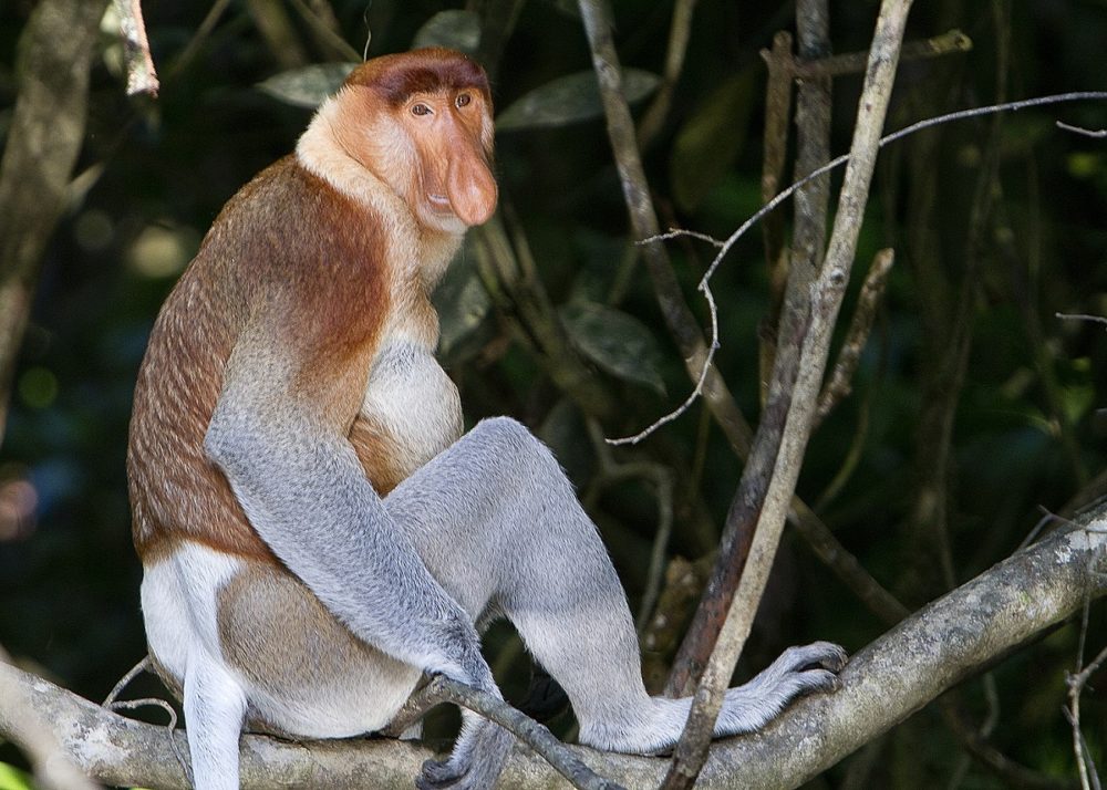 Muchos animales feos se encuentran en peligro de extinción por la falta de atención que se presta a las especies
