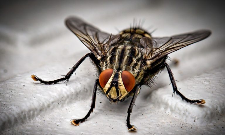 Le problème n’est pas de savoir combien de temps vit une mouche, mais ce qu’elle est capable de faire au cours de sa courte vie.
