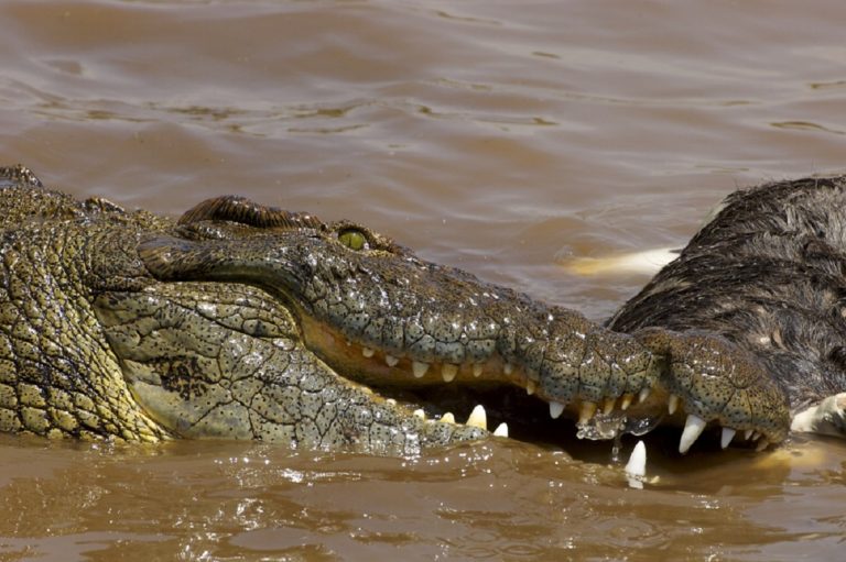 Le crocodile du Nil est un immense prédateur qui dévore tout, des poissons aux humains.