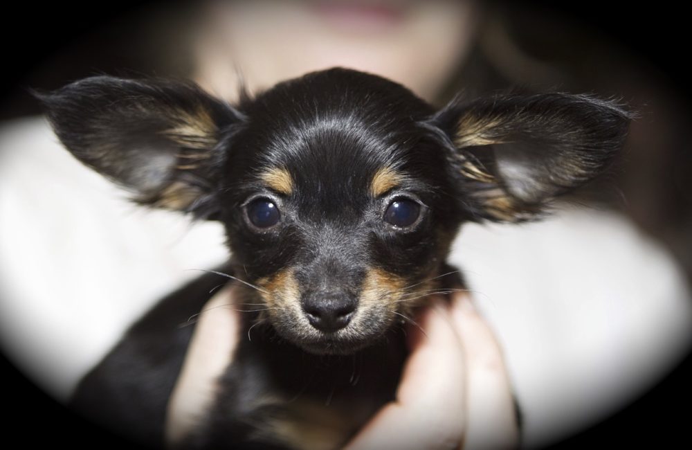 nettoyer les oreilles du chien
