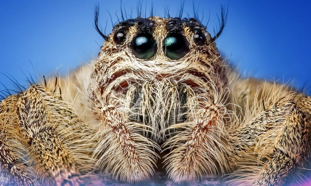 ¿Te has preguntado cuántos ojos tiene una araña? ¡4 pares por lo general!