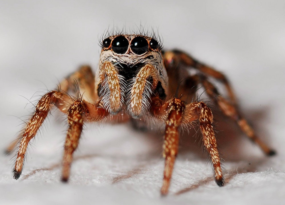 Combien de paires d'yeux possède une araignée sauteuse ? Elle en a huit et possède une excellente vision.
