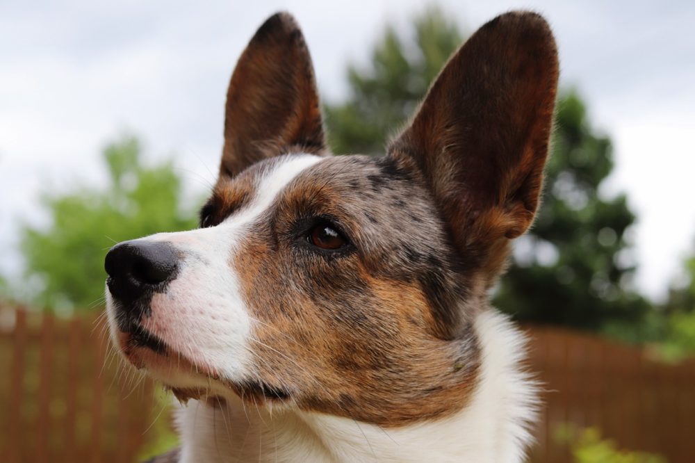 nettoyer les oreilles du chien