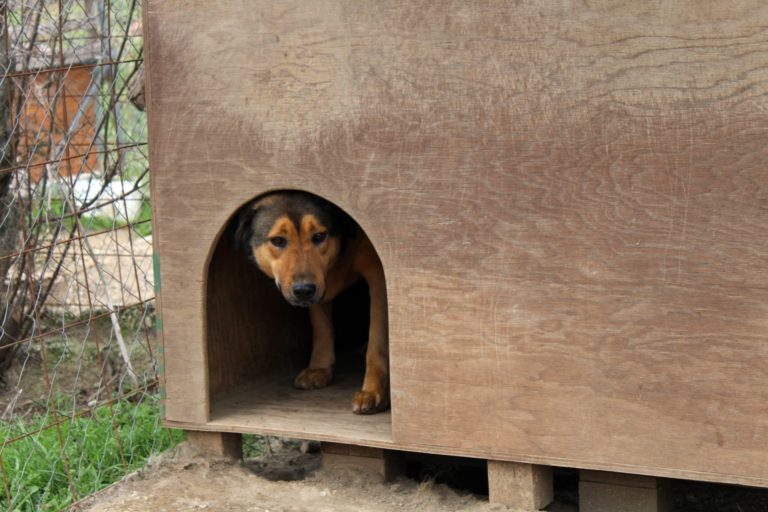 chien triste