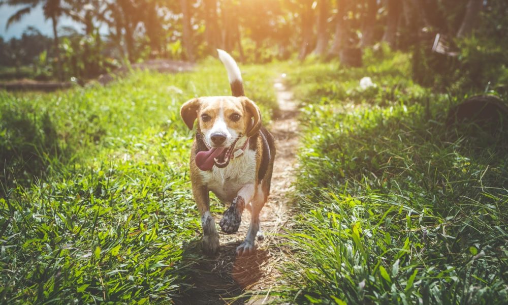 ¿Cuál es el mejor pienso hipoalergénico para perros?