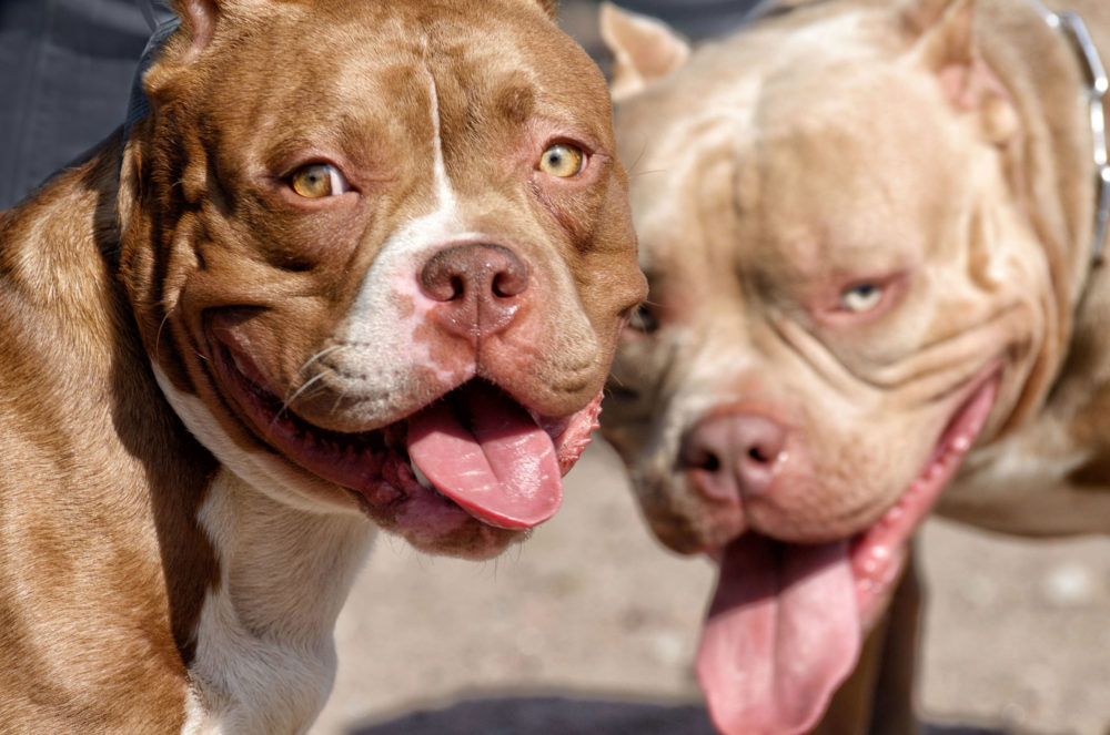 perros PPP