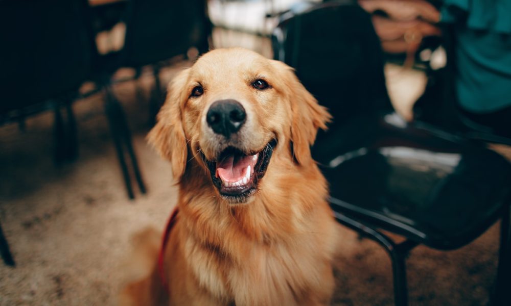 Las convulsiones en perros son bastante frecuentes