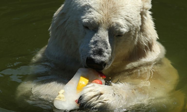 ce que mangent les ours polaires