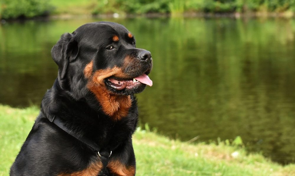 chien Rottweiler
