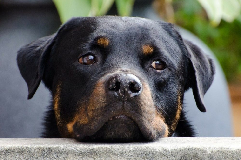chien Rottweiler