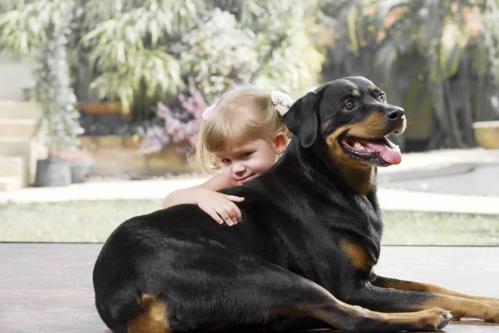 chien Rottweiler