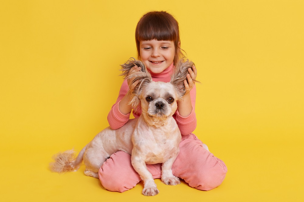 symptômes de croûtes sur les oreilles chez les chiens