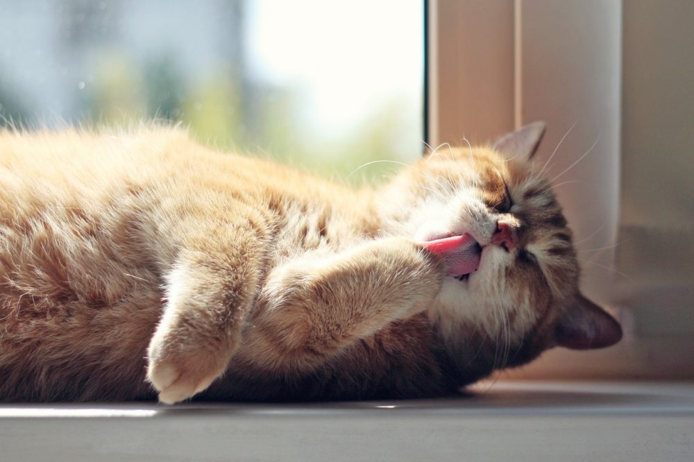 La chaleur peut provoquer une déshydratation chez les chats.