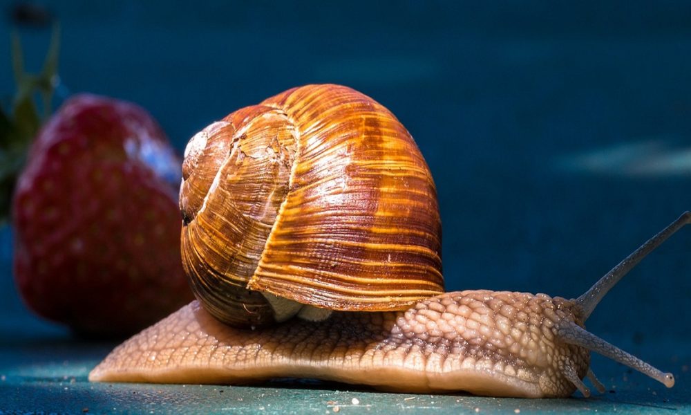 ¿Sabes qué comen los caracoles para sobrevivir?