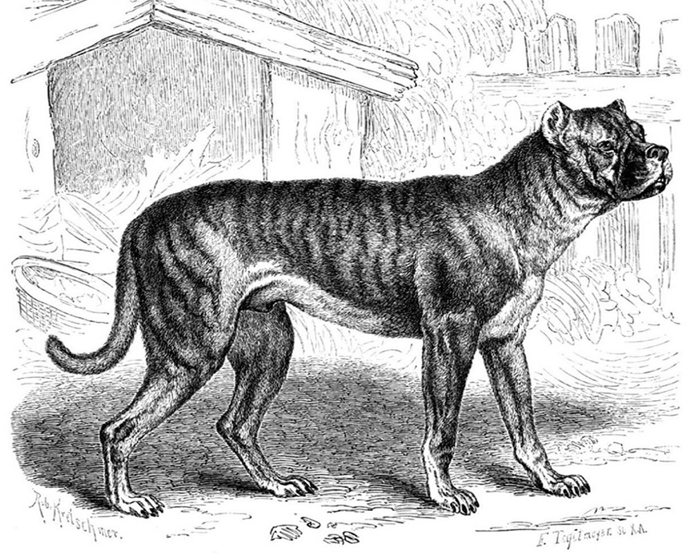 L'Allemagne avait son propre bouledogue