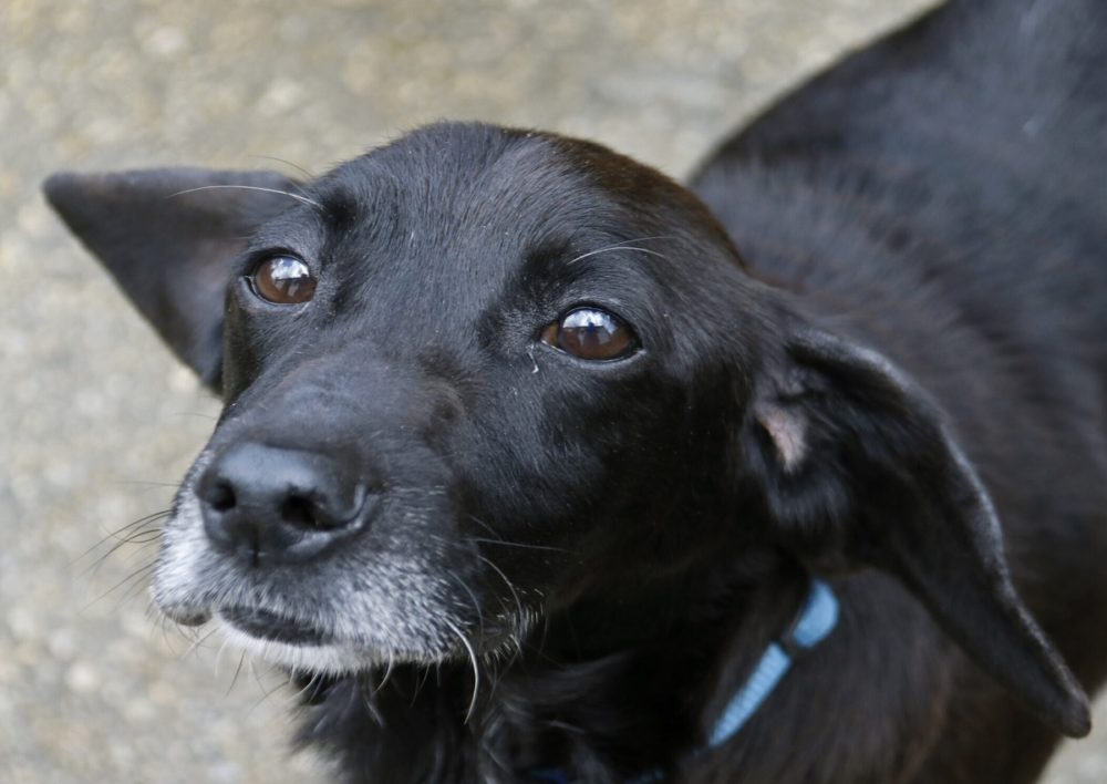 APADAN es una de las asociaciones en las que puedes adoptar un perro en Galicia